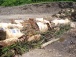 GREEN/YARD/SHRUB/BRUSH WASTE